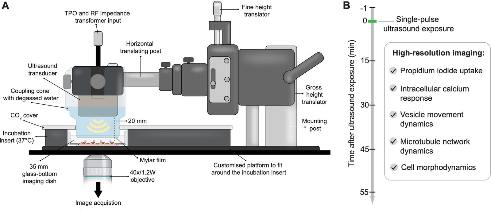 Ultrasound-Based Imaging Platform Improves Brain Drug Delivery - GizmoMD