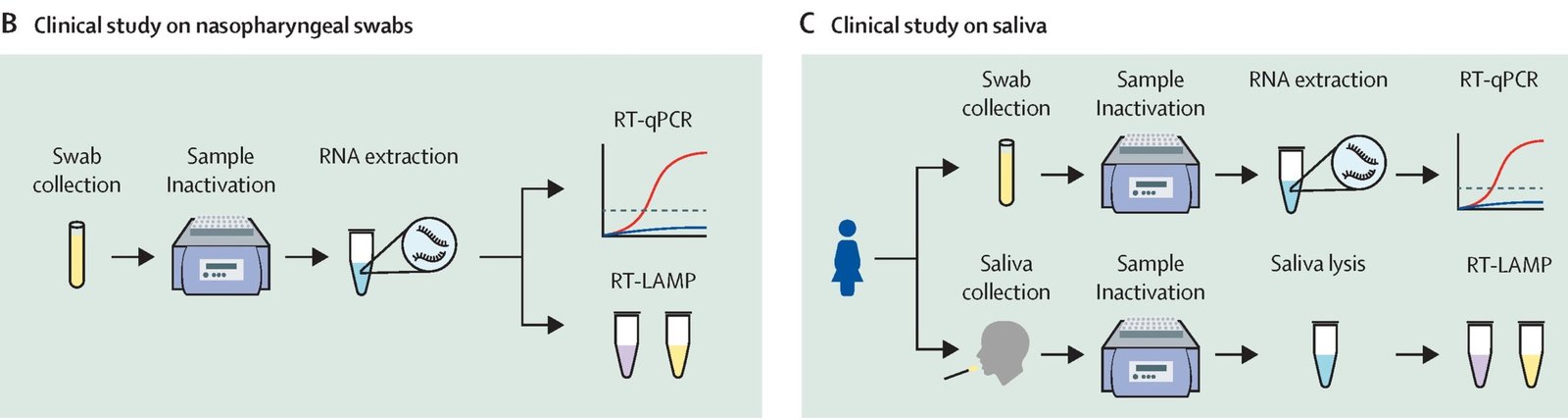 Less Rt Test RT-LAMP: A Rapid, Low-Cost Virus Test Tailored for Africa’s Needs - GizmoMD