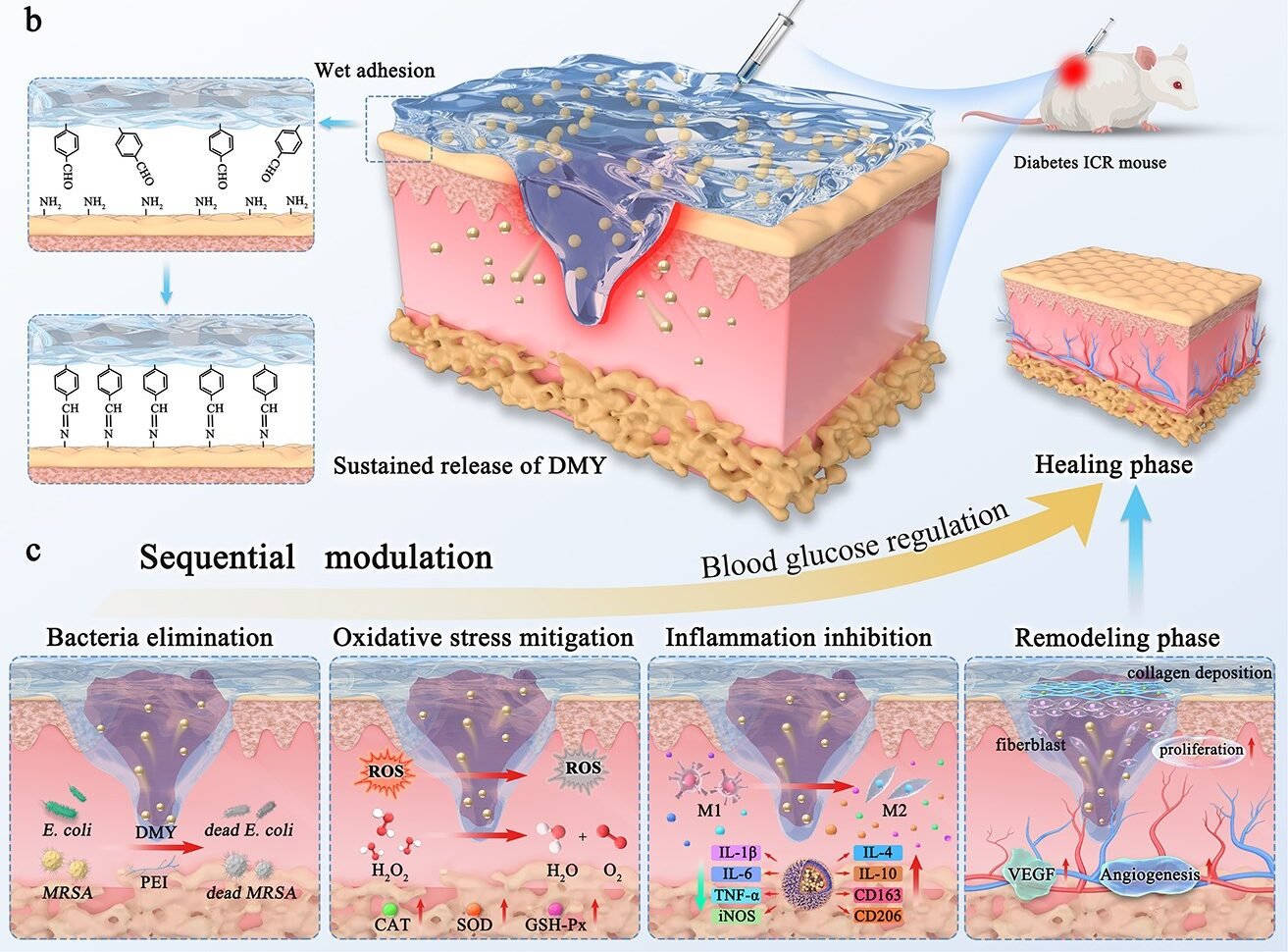 Multifunctional Hydrogel Accelerates Diabetic Wound Healing and ...